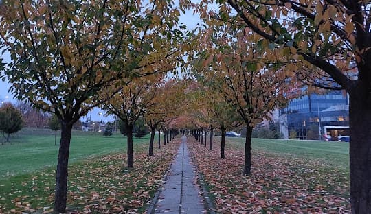Bronowice